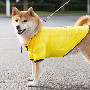 Perro de otoño e invierno, además de chaquetas frescas de terciopelo para perros pequeños y medianos para mantener sus pies calientes y abrigos de algodón manejables, ropa para perros