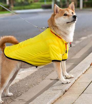 Perro de otoño e invierno, además de chaquetas frescas de terciopelo para perros pequeños y medianos para mantener sus pies calientes y abrigos de algodón manejables, ropa para perros