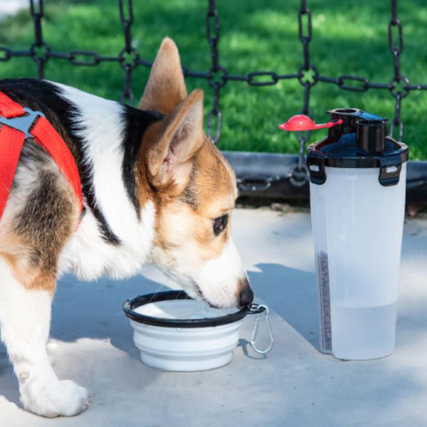 Pet water food bottle