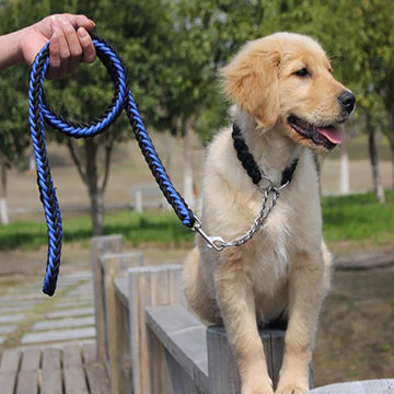 Perro grande que pasea la cuerda