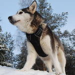 Large medium small dog vest chest strap