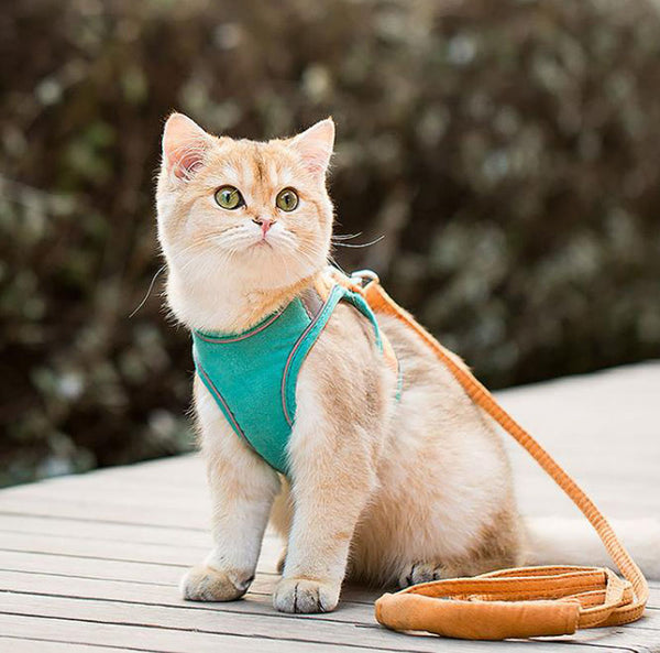 Cat leash vest type chest strap to prevent break free