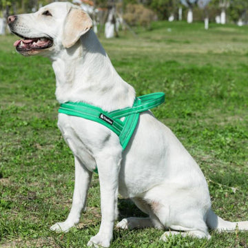 Dog chest strap