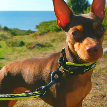 Corde de traction pour chien chaîne p