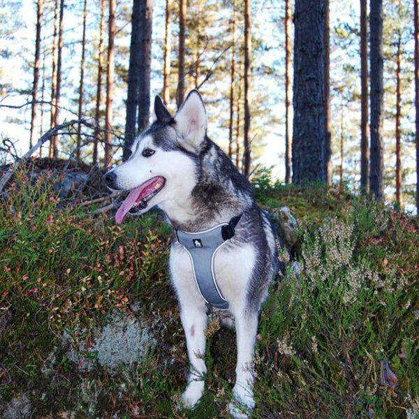 Dog chest harness vest