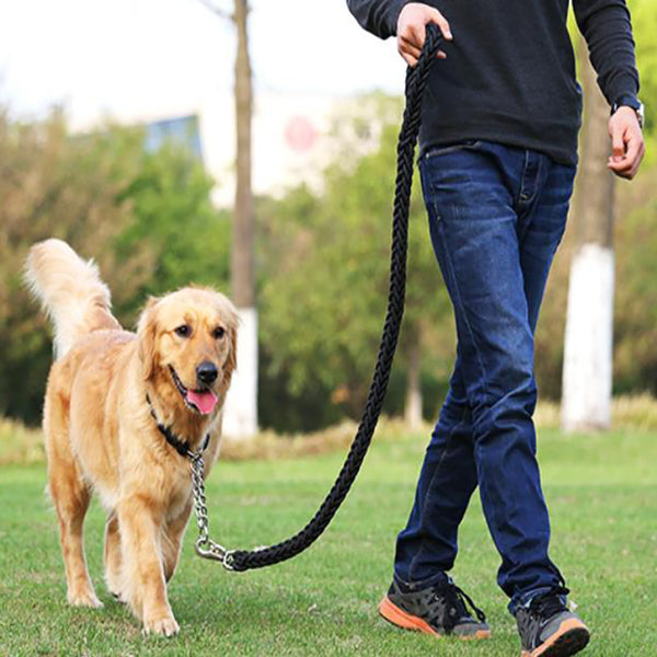 Perro grande que pasea la cuerda