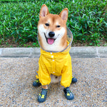 Shiba inu dog raincoat