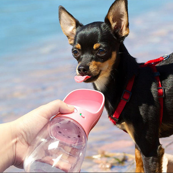 Botella de agua para gatos al aire libre