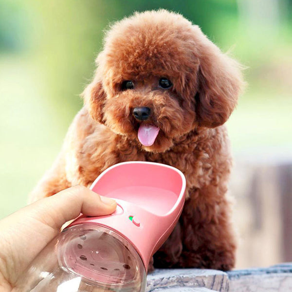 Wasserflasche der Hundekatze im Freien