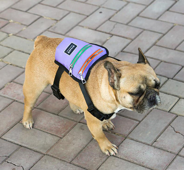 Nueva mochila para mascotas de excursión