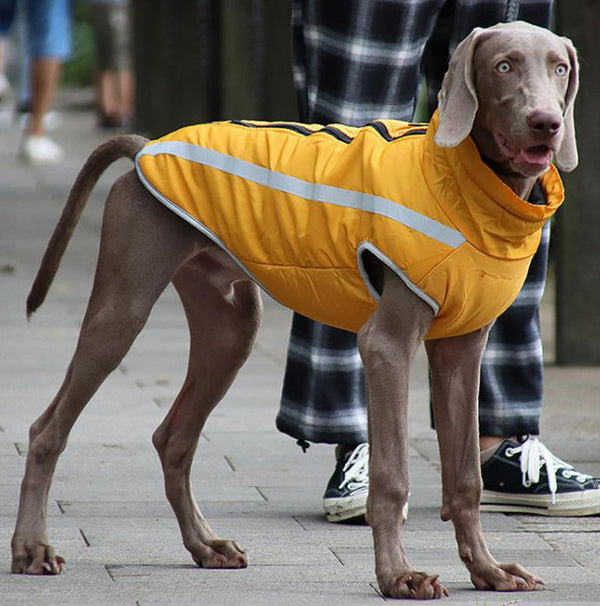 Automne et hiver nouveaux vêtements pour chiens veste extérieure réfléchissante pour chien chaud