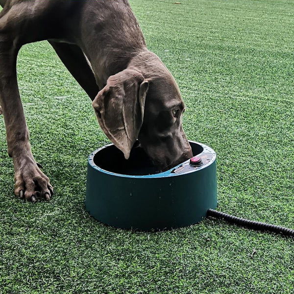 Pet heating bowl