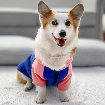 Corgi dog clothes spring and autumn thin section small and medium-sized dog autumn hair loss prevention pet