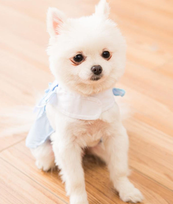 nouveau printemps et été mince jupe de gilet de chiot et de chat