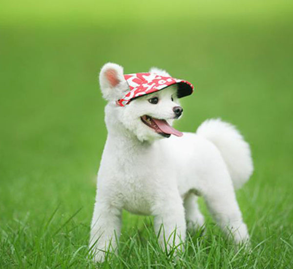 Large and medium puppy dog cap