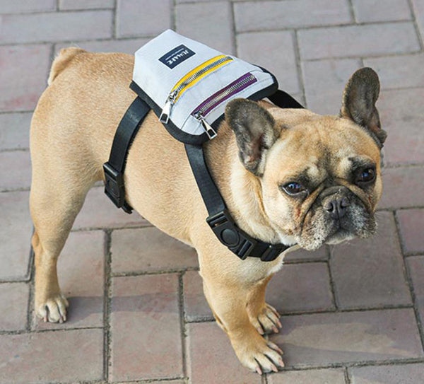 The new backpack for outing pets