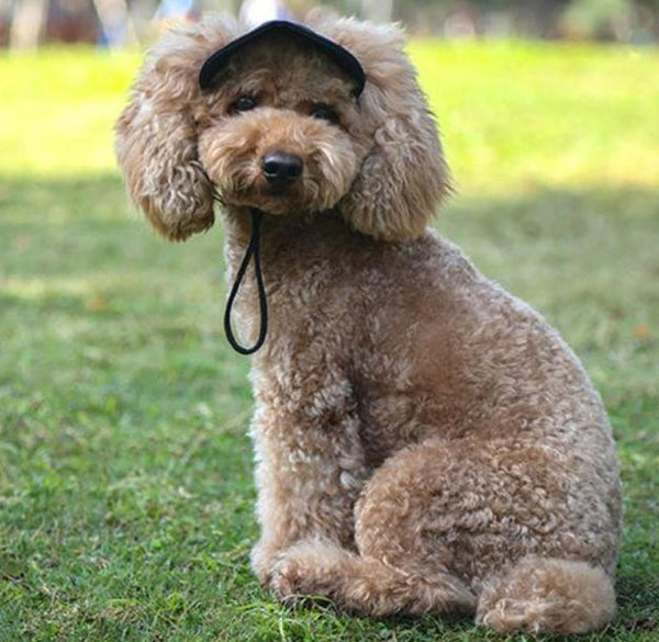 Outdoor outing travel dog cat cap baseball cap