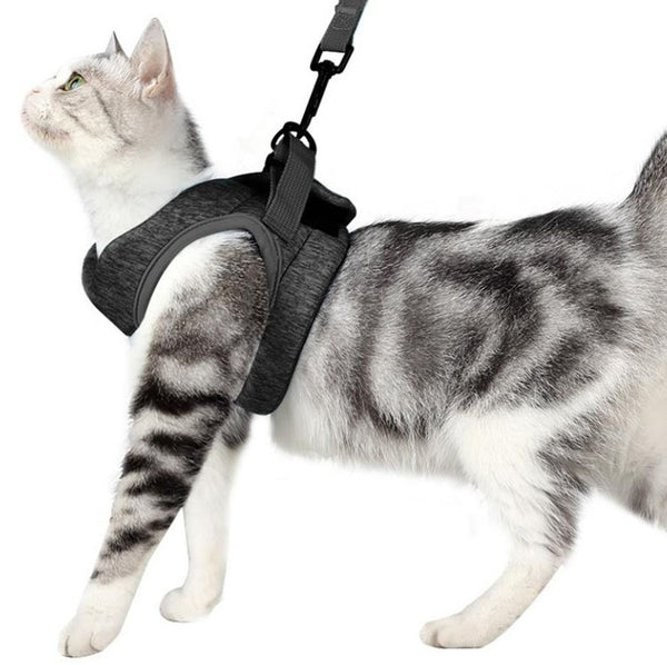 Cat chest harness traction rope