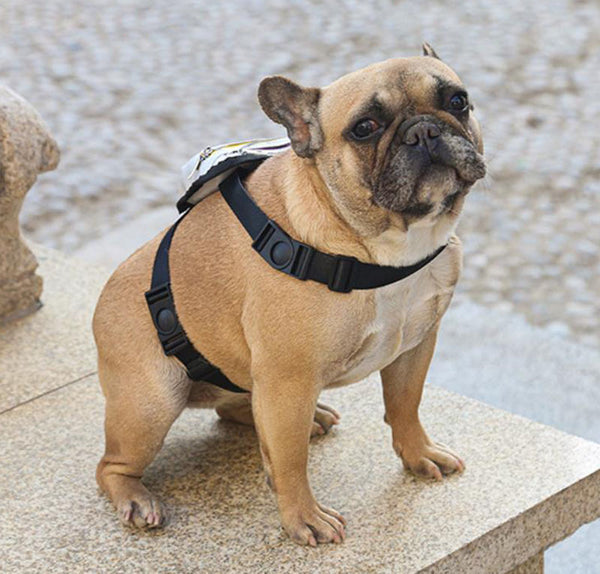 Nouveau sac à dos pour les animaux de compagnie