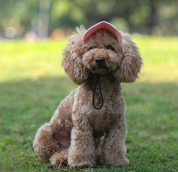 Outdoor outing travel dog cat cap baseball cap