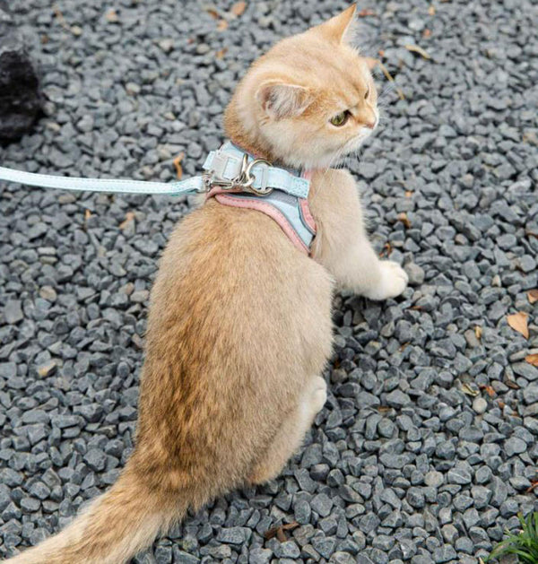 Cat leash vest type chest strap to prevent break free