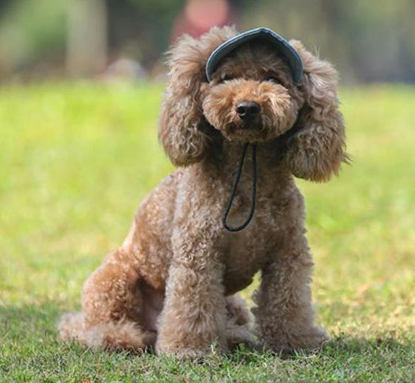 Outdoor outing travel dog cat cap baseball cap