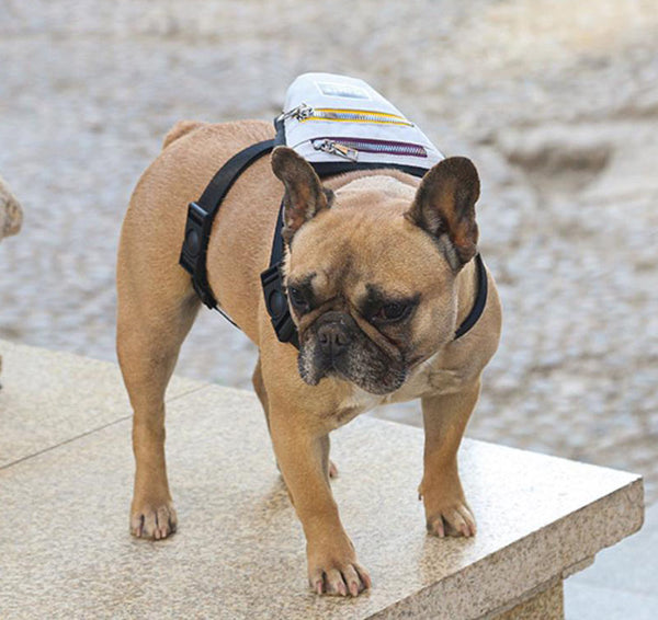 Nueva mochila para mascotas de excursión